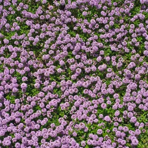 100 Red Creeping Thyme Seeds - Perennial Ground Cover Plant Seeds - Image 1