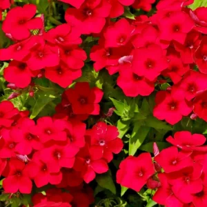 100 Red Scarlet Phlox Drummondii Flower Seeds - Outdoor Perennial - Image 1