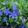 100 Vinca Live Plants Periwinkle Ground Cover Perennial 6-8 Inch Tall Outdoor - Image 1