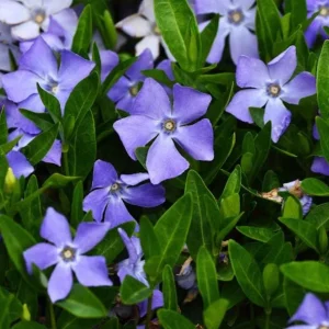 100 Vinca Live Plants Periwinkle Ground Cover Perennial 6-8 Inch Tall Outdoor - Image 2