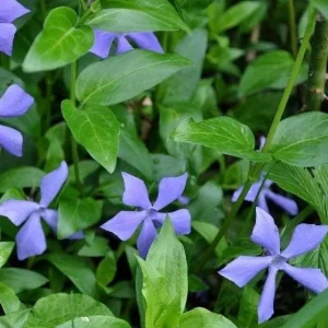 100 Vinca Live Plants Periwinkle Ground Cover Perennial 6-8 Inch Tall Outdoor - Image 5