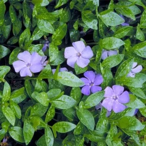 100 Vinca Live Plants Periwinkle Ground Cover Perennial 6-8 Inch Tall Outdoor - Image 6