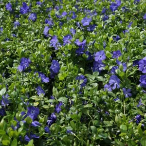 100 Vinca Live Plants Periwinkle Ground Cover Perennial 6-8 Inch Tall Outdoor - Image 7