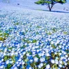 1000+ Baby Blue Eyes Wildflower Seeds - Drought Tolerant Groundcover Annual Flower - Image 1
