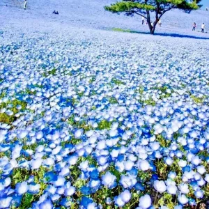 1000+ Baby Blue Eyes Wildflower Seeds - Drought Tolerant Groundcover Annual Flower - Image 1