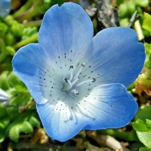 1000+ Baby Blue Eyes Wildflower Seeds - Drought Tolerant Groundcover Annual Flower - Image 2