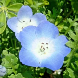 1000+ Baby Blue Eyes Wildflower Seeds - Drought Tolerant Groundcover Annual Flower - Image 3
