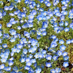 1000+ Baby Blue Eyes Wildflower Seeds - Drought Tolerant Groundcover Annual Flower - Image 4