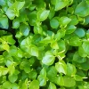 1000+ Crab Claw Seeds (Peperomia pellucida) - Rau Cang Cua Vegetable Seeds - Image 1
