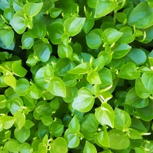1000+ Crab Claw Seeds (Peperomia pellucida) - Rau Cang Cua Vegetable Seeds - Image 1