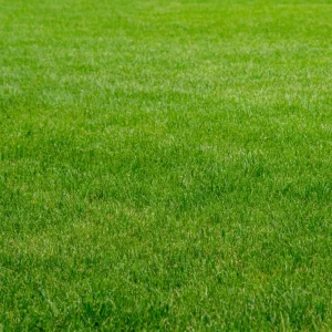 1000 Emerald Zoysia Grass Seeds - Lush, Low Maintenance Warm Season Lawn - Image 2