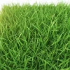 1000 Emerald Zoysia Grass Seeds - Lush, Low Maintenance Warm Season Lawn - Image 1