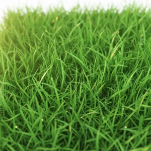 1000 Emerald Zoysia Grass Seeds - Lush, Low Maintenance Warm Season Lawn - Image 1