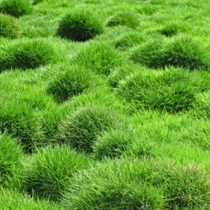 1000 Emerald Zoysia Grass Seeds - Lush, Low Maintenance Warm Season Lawn - Image 5