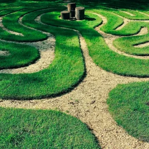 1000 Emerald Zoysia Grass Seeds - Lush, Low Maintenance Warm Season Lawn - Image 6