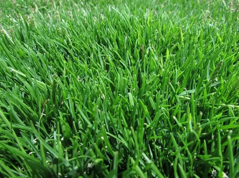 1000 Emerald Zoysia Grass Seeds - Premium Lawn Turf, Drought & Heat Tolerant - Image 2