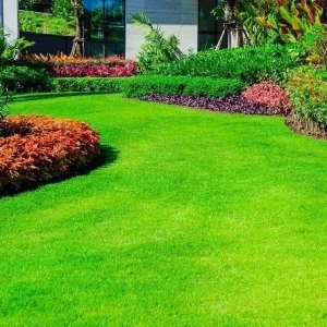 1000 Emerald Zoysia Grass Seeds - Premium Lawn Turf, Drought & Heat Tolerant - Image 1