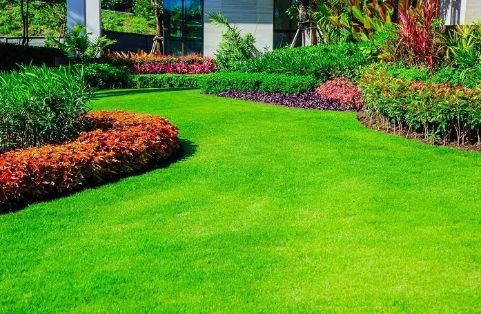 1000 Emerald Zoysia Grass Seeds - Premium Lawn Turf, Drought & Heat Tolerant - Image 1