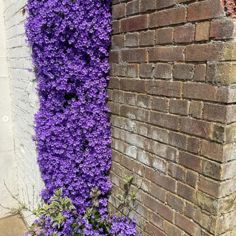 1000 French Creeping Thyme Seeds - Ground Cover, Herb Plant - Image 5