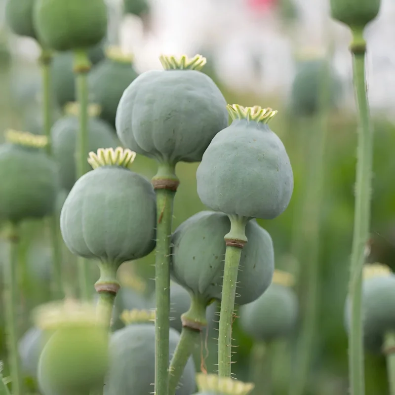 1000 Giant Rattle Poppy Seeds - P. Somniferum - Massive Seed Heads&Huge Blooms - Image 2