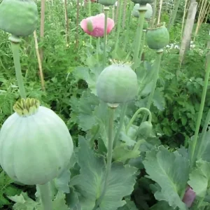 1000 Giant Rattle Poppy Seeds - P. Somniferum - Massive Seed Heads&Huge Blooms - Image 4