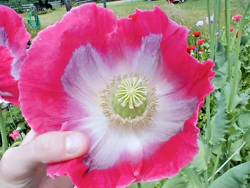 1000 Giant Rattle Poppy Seeds - P. Somniferum - Massive Seed Heads&Huge Blooms - Image 5