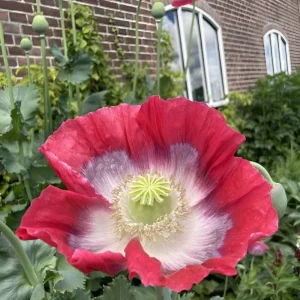 1000 Giant Rattle Poppy Seeds - P. Somniferum - Massive Seed Heads&Huge Blooms - Image 6