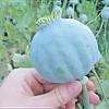 1000 Giant Rattle Poppy Seeds - P. Somniferum - Massive Seed Heads&Huge Blooms - Image 1