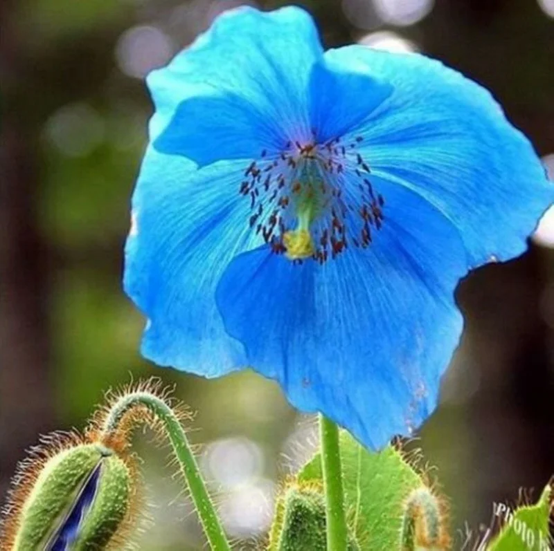 1000 Himalayan Blue Poppy Seeds - Perennial Meconopsis, Flowering, Home & Garden - Image 2