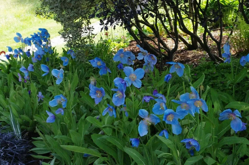 1000 Himalayan Blue Poppy Seeds - Perennial Meconopsis, Flowering, Home & Garden - Image 6