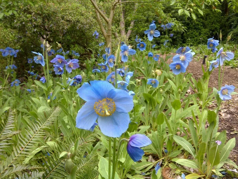 1000 Himalayan Blue Poppy Seeds - Perennial Meconopsis, Flowering, Home & Garden - Image 7