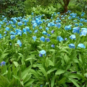 1000 Himalayan Blue Poppy Seeds - Perennial Meconopsis, Flowering, Home & Garden - Image 8