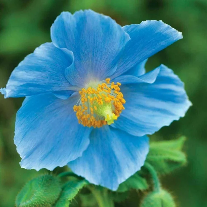 1000 Himalayan Blue Poppy Seeds - Perennial Meconopsis, Flowering, Home & Garden - Image 9