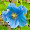 1000 Himalayan Blue Poppy Seeds - Perennial Meconopsis, Flowering, Home & Garden - Image 1