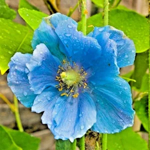 1000 Himalayan Blue Poppy Seeds - Perennial Meconopsis, Flowering, Home & Garden - Image 1