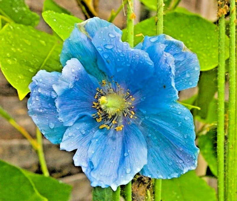 1000 Himalayan Blue Poppy Seeds - Perennial Meconopsis, Flowering, Home & Garden - Image 1