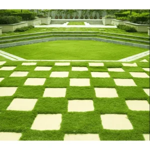 10,000 Zoysia Emerald Grass Seeds - Warm Season Lawn & Ornamental Grass - Image 2