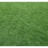 10,000 Zoysia Emerald Grass Seeds - Warm Season Lawn & Ornamental Grass - Image 1