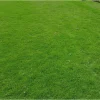 1/2 Lb Emerald Zoysia Grass Seeds for Lawn - Durable & Low Maintenance - Image 1