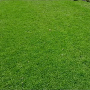 1/2 Lb Emerald Zoysia Grass Seeds for Lawn - Durable & Low Maintenance - Image 1
