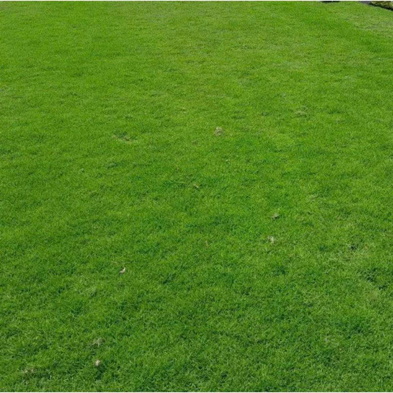 1/2 Lb Emerald Zoysia Grass Seeds for Lawn - Durable & Low Maintenance - Image 1