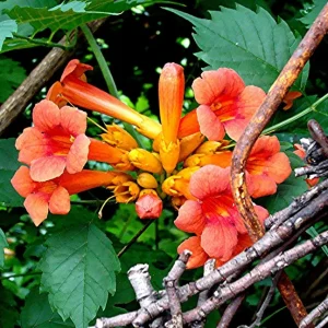 12 Orange Trumpet Vine Cuttings 6-10 Inches - Hummingbird Plant Perennial - Image 3