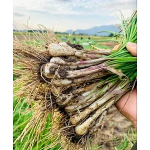 12 Rakkyo Allium Bulbs for Planting – Japanese Onion Tubers – Outdoor - Image 2