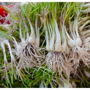 12 Rakkyo Allium Bulbs for Planting – Japanese Onion Tubers – Outdoor - Image 3
