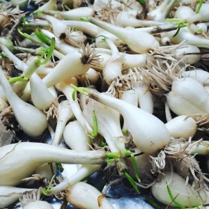 12 Rakkyo Allium Bulbs for Planting – Japanese Onion Tubers – Outdoor - Image 5