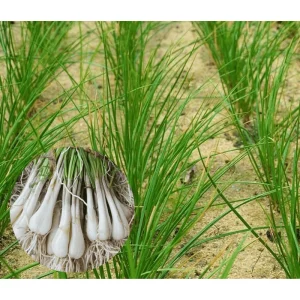 12 Rakkyo Allium Bulbs for Planting – Japanese Onion Tubers – Outdoor - Image 6