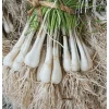 12 Rakkyo Allium Bulbs for Planting – Japanese Onion Tubers – Outdoor - Image 1