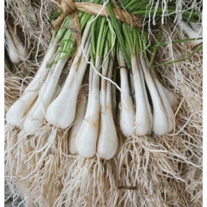 12 Rakkyo Allium Bulbs for Planting – Japanese Onion Tubers – Outdoor - Image 1
