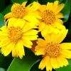 12 Wedelia Trilobata Vine Seeds - Perennial Crawling Flower for Groundcover - Image 1