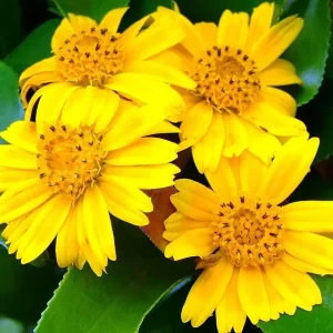 12 Wedelia Trilobata Vine Seeds - Perennial Crawling Flower for Groundcover - Image 1
